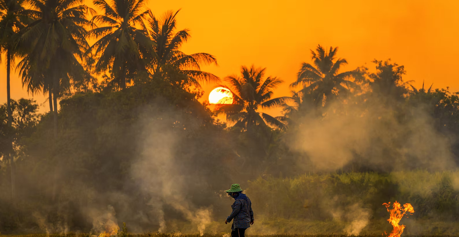 Rice field burning, releasing haze