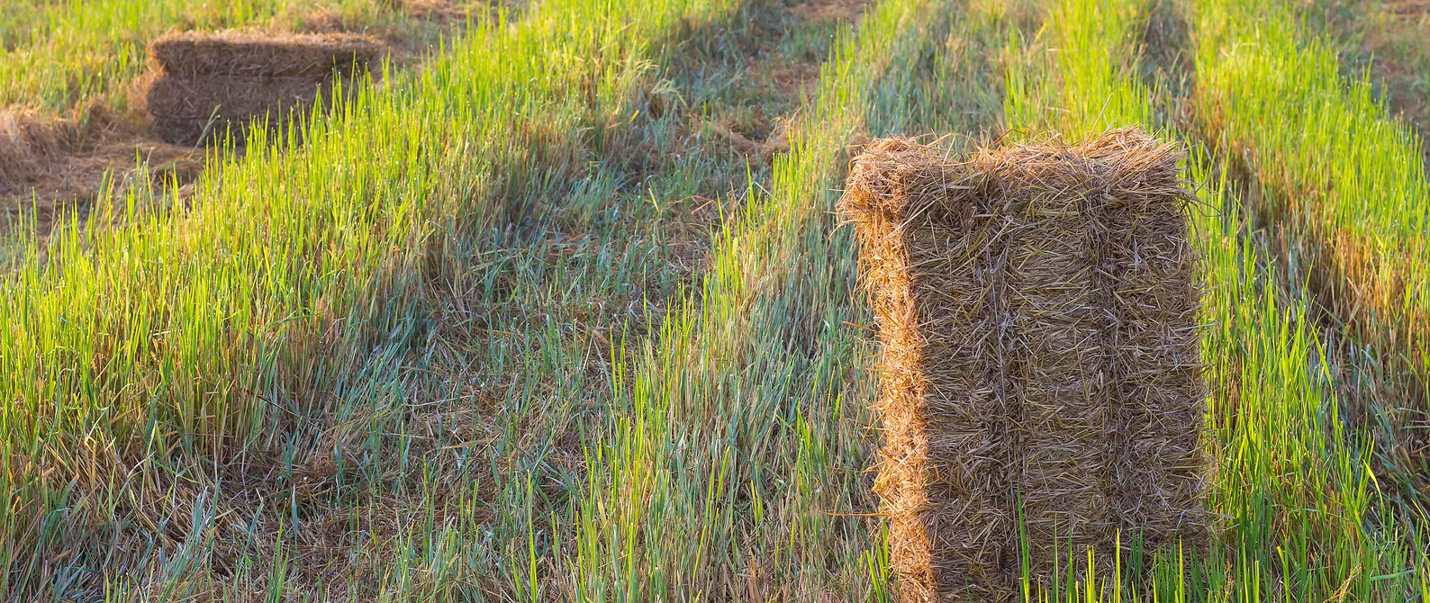 Rice straw in the field